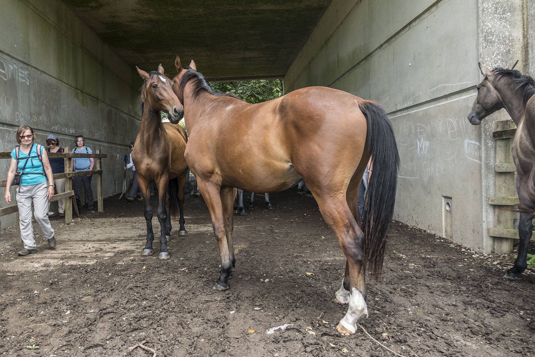 AmershamCircHorsesblockingunderpass