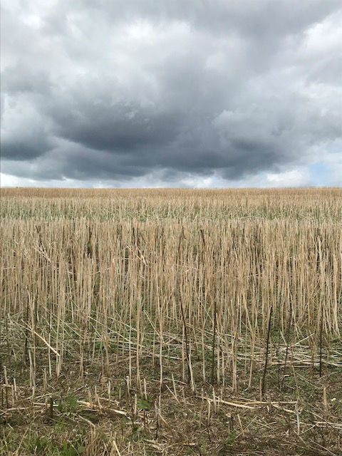 FarninghamMF03