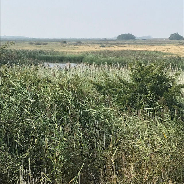 TeynhamMF07