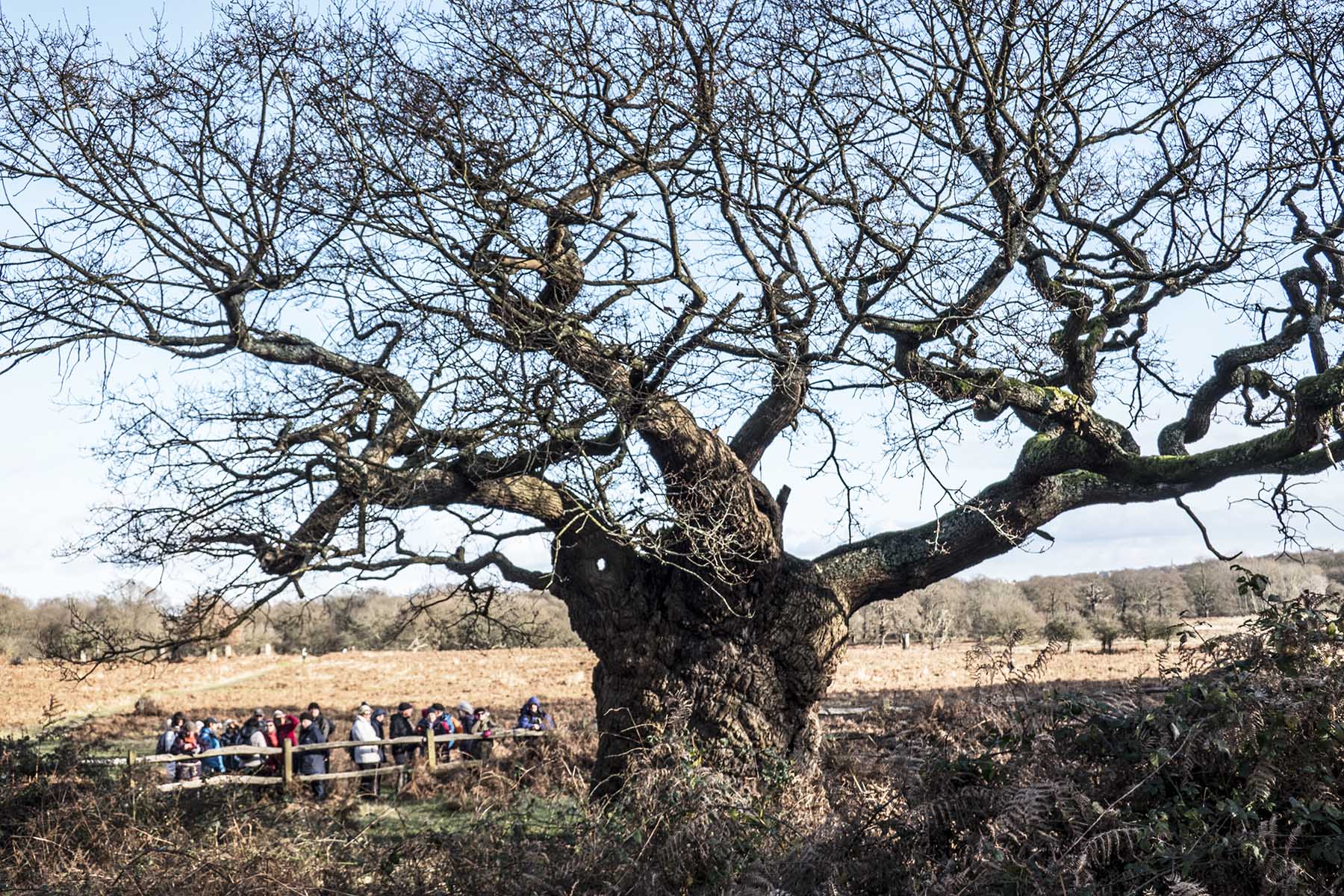 NorbitontoKingstonTree1Oldest