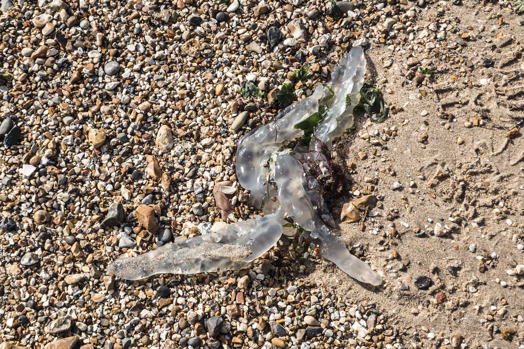 BotleytoNetleyJellyfish