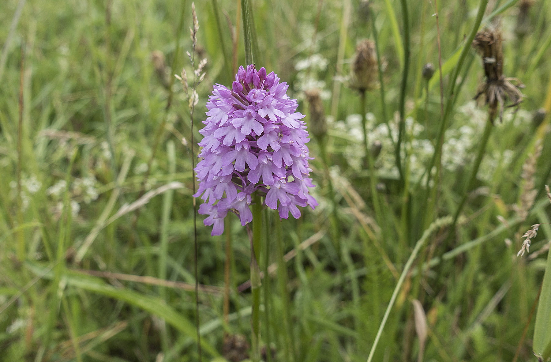 BansteadPyramidOrchid