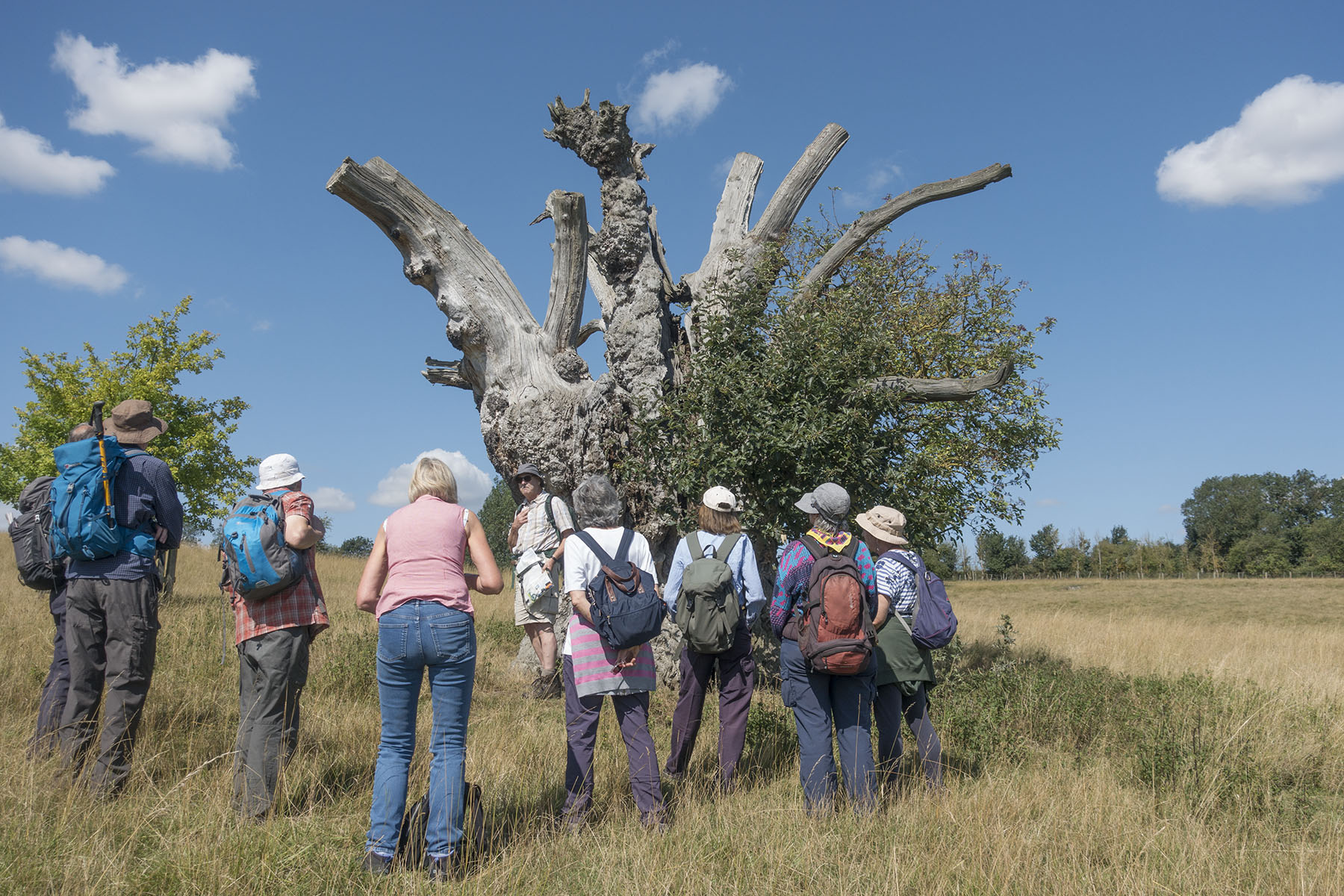 HarlingtonCircBunyanOak