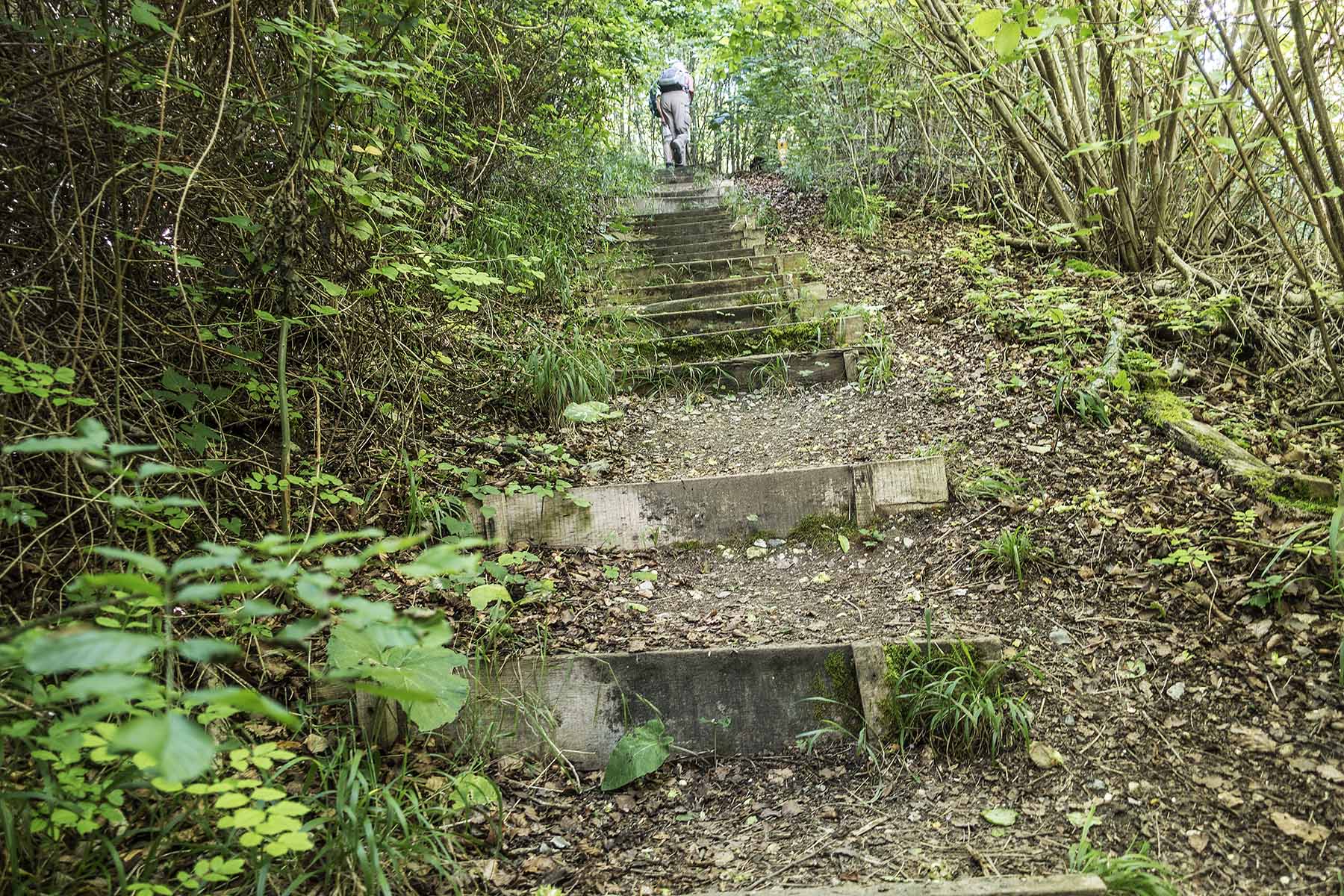 HarlingtonCircSharpenhoeClappersteps