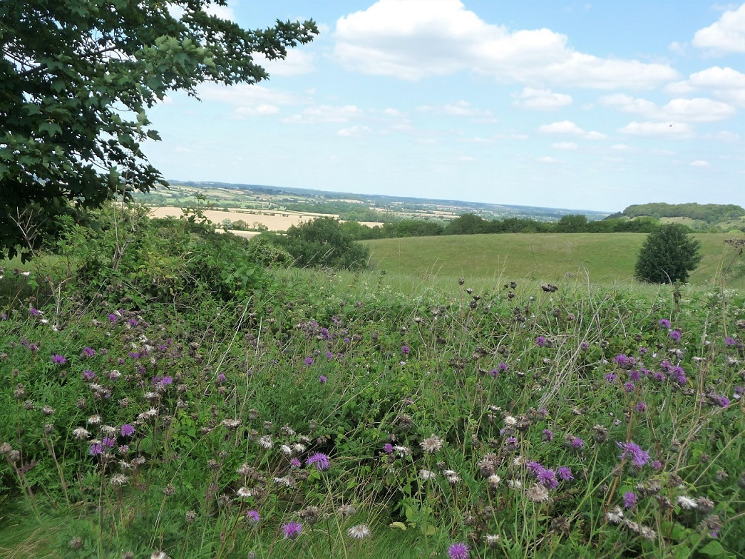 HarlingtonSEFlowers