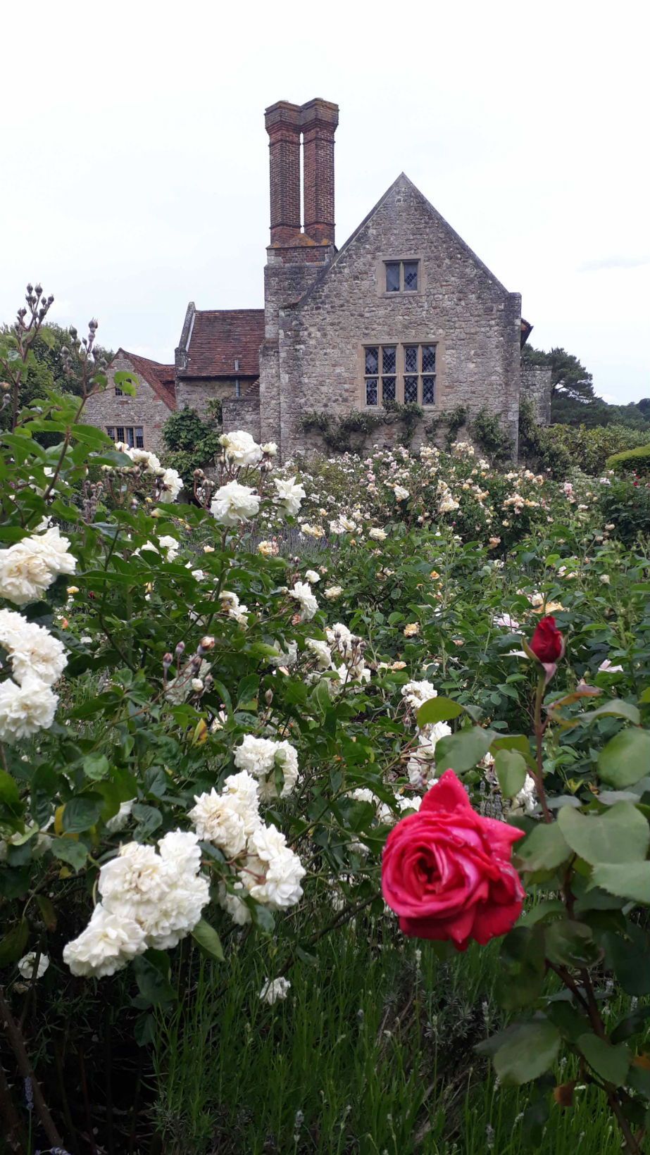 NettlesteadRoses