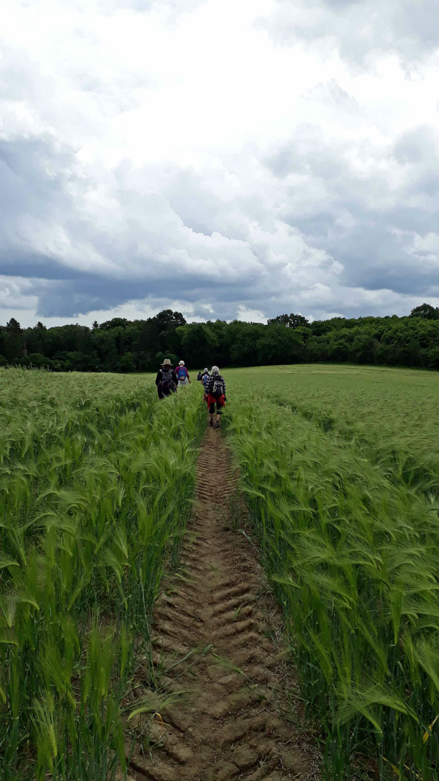 NettlesteadThroughBarley