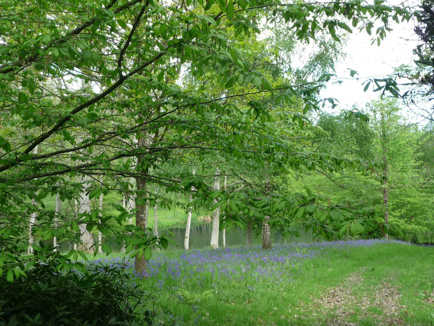PenshurstSE03Bluebell