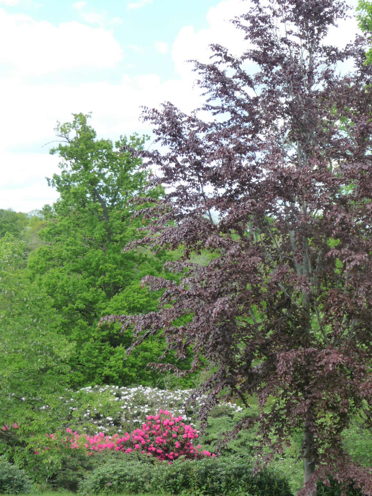 PenshurstSE04Azelea