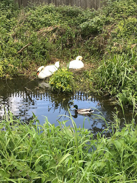 Rickmansworth06
