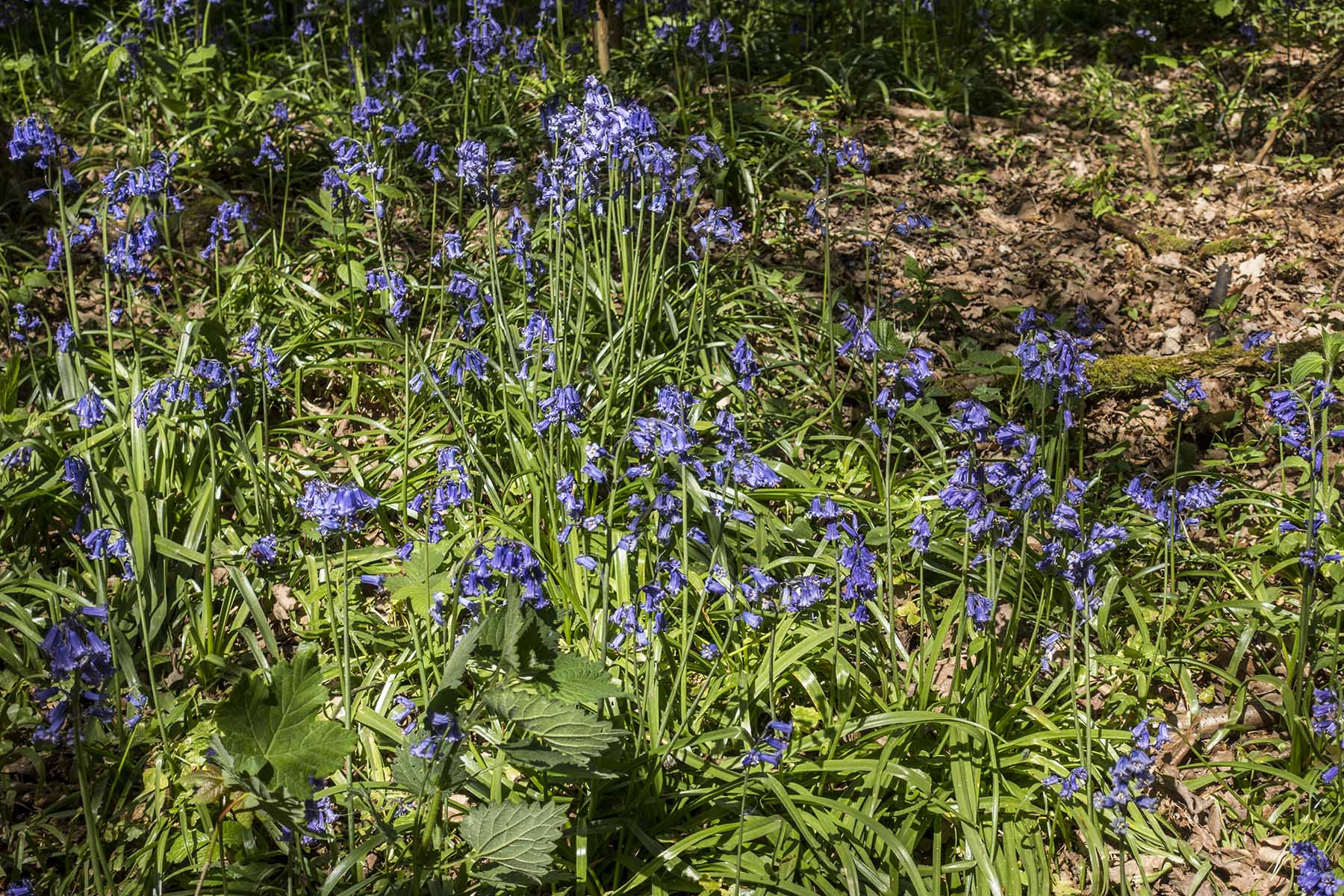RickmansworthCirc WhippendellWood bluebells