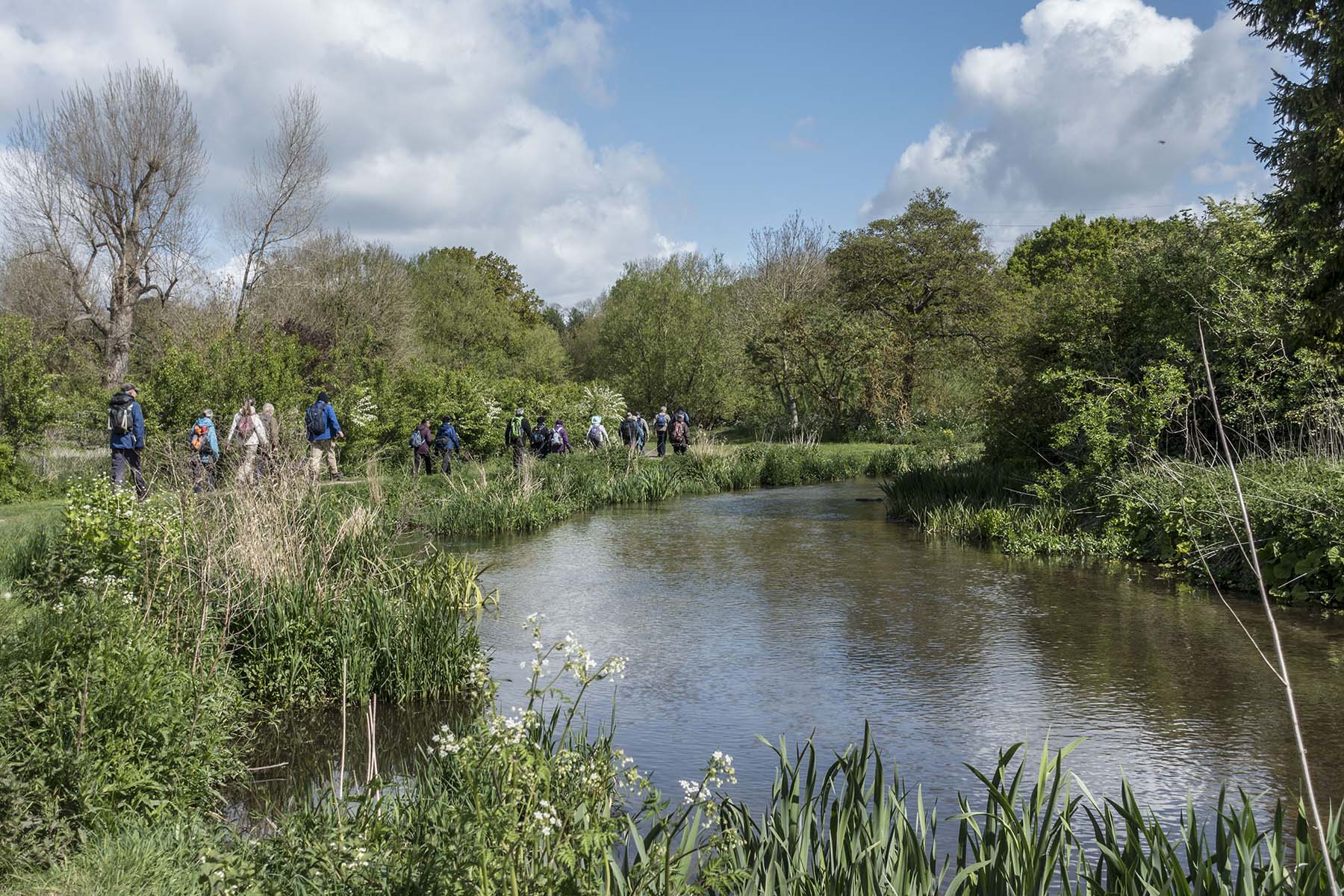 RickmansworthCirc riverCress