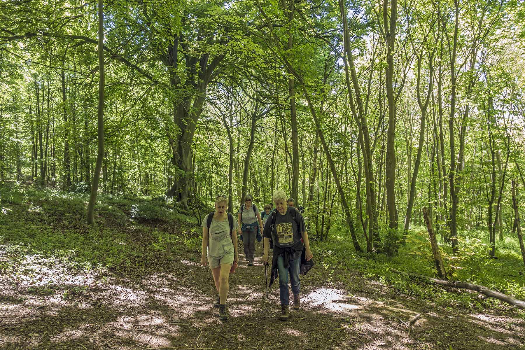 RoystonRamblersBeechwwod