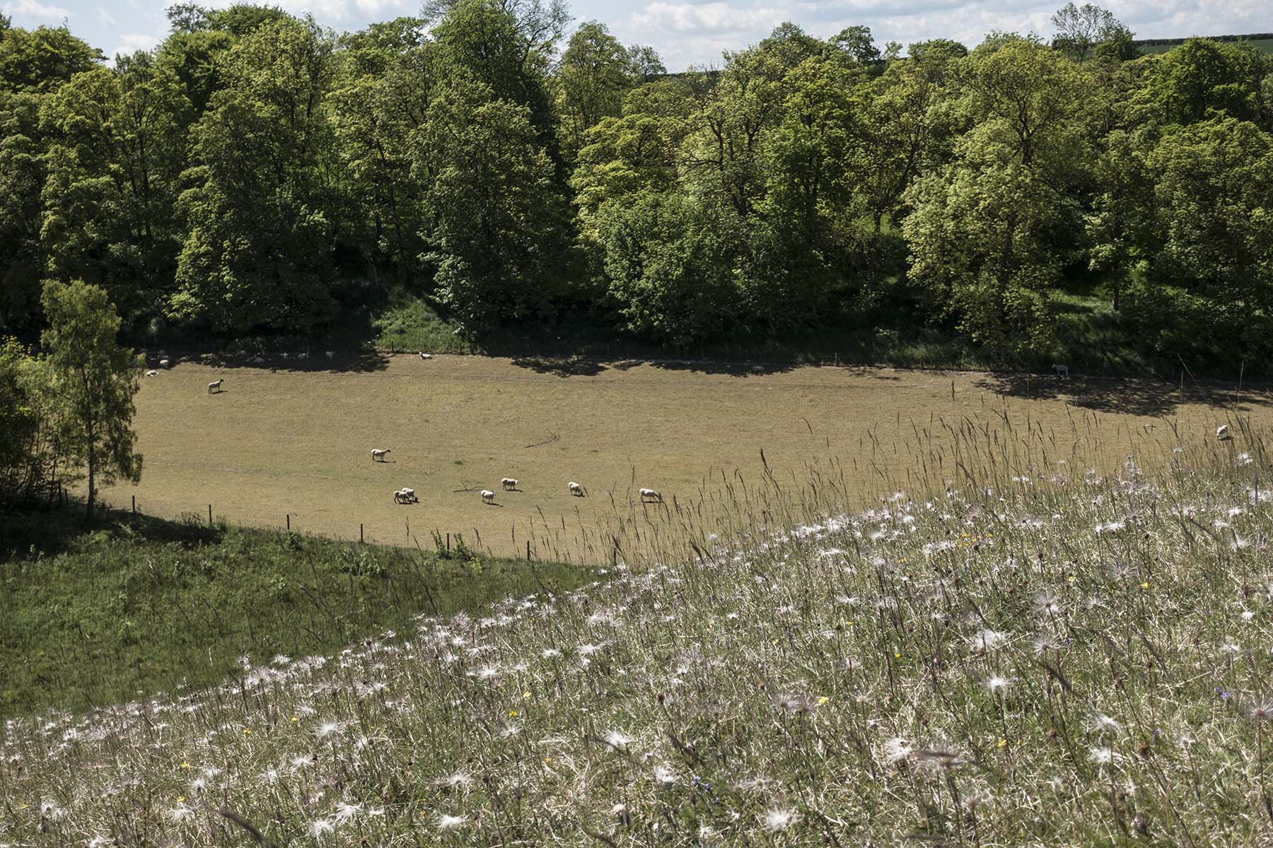 RoystonSheep