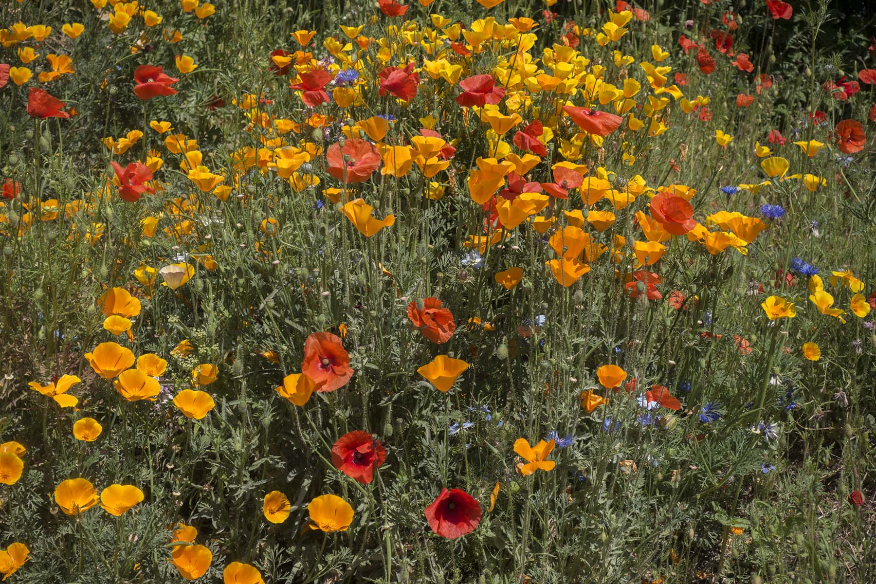 RoystonStationFlora