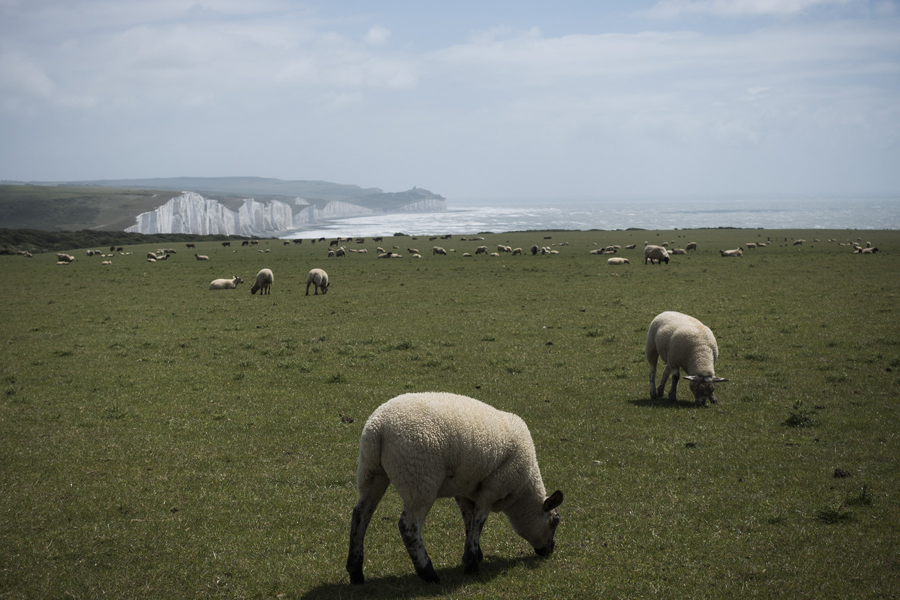 SeafordSheepSevenSisters