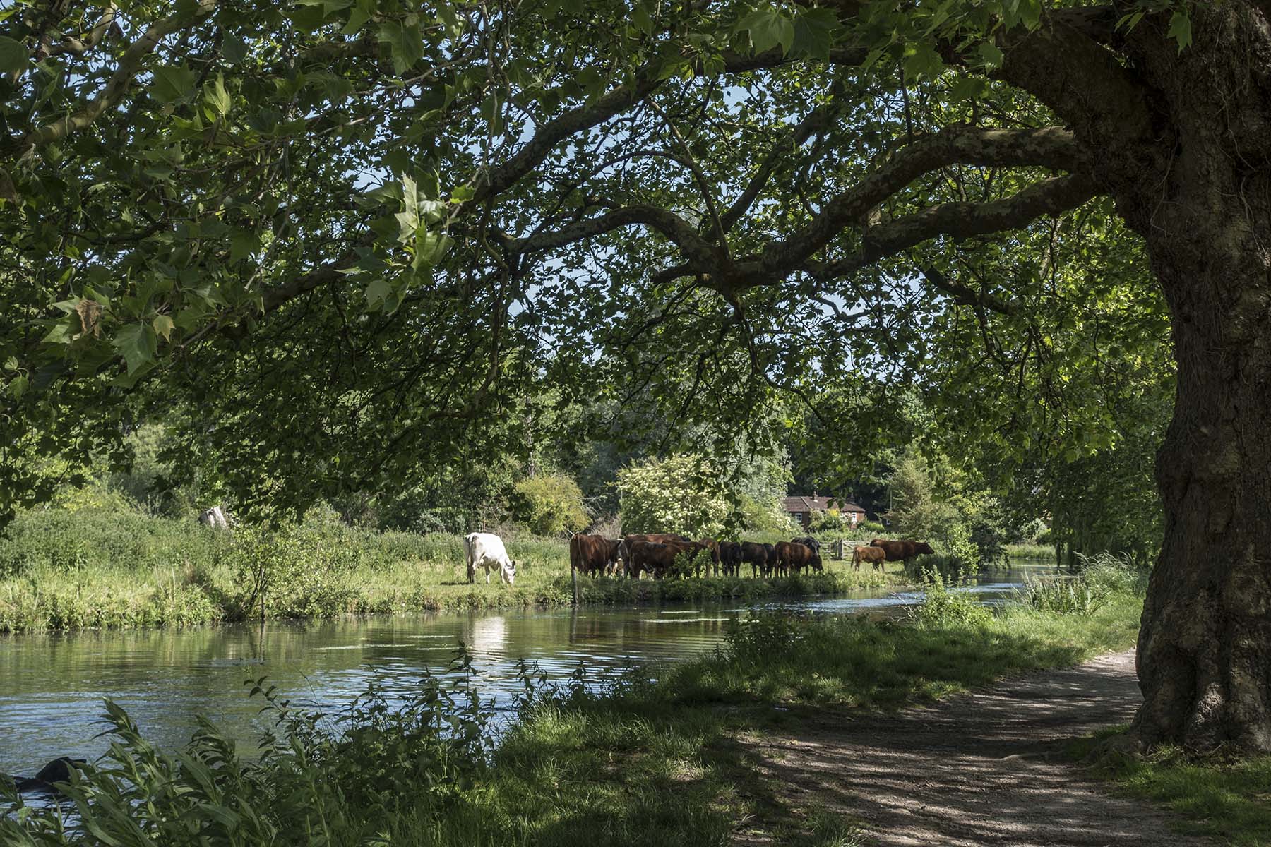 WinchesterWaterMeadows