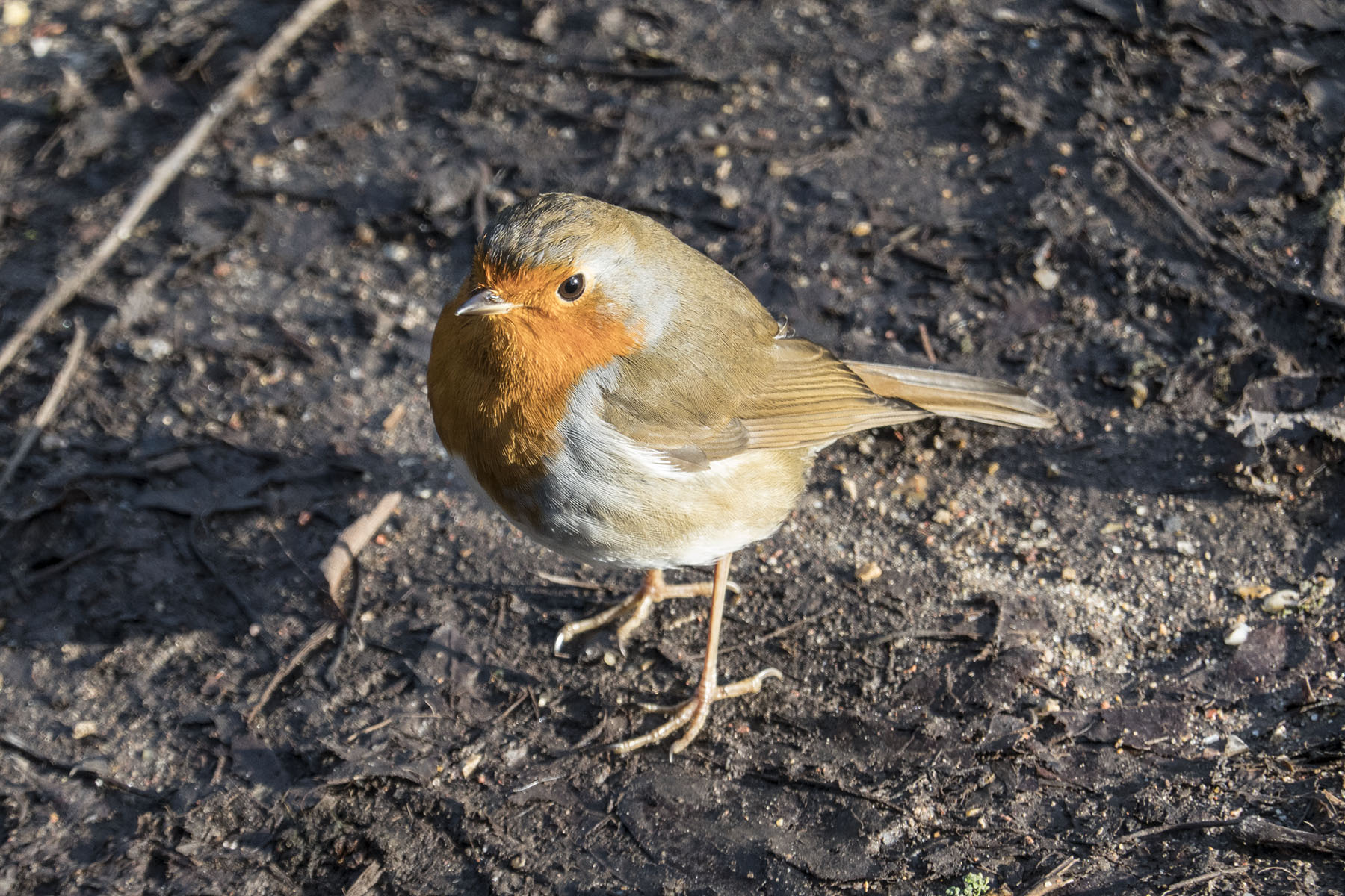 StratfordtoFinsburyParkRobin