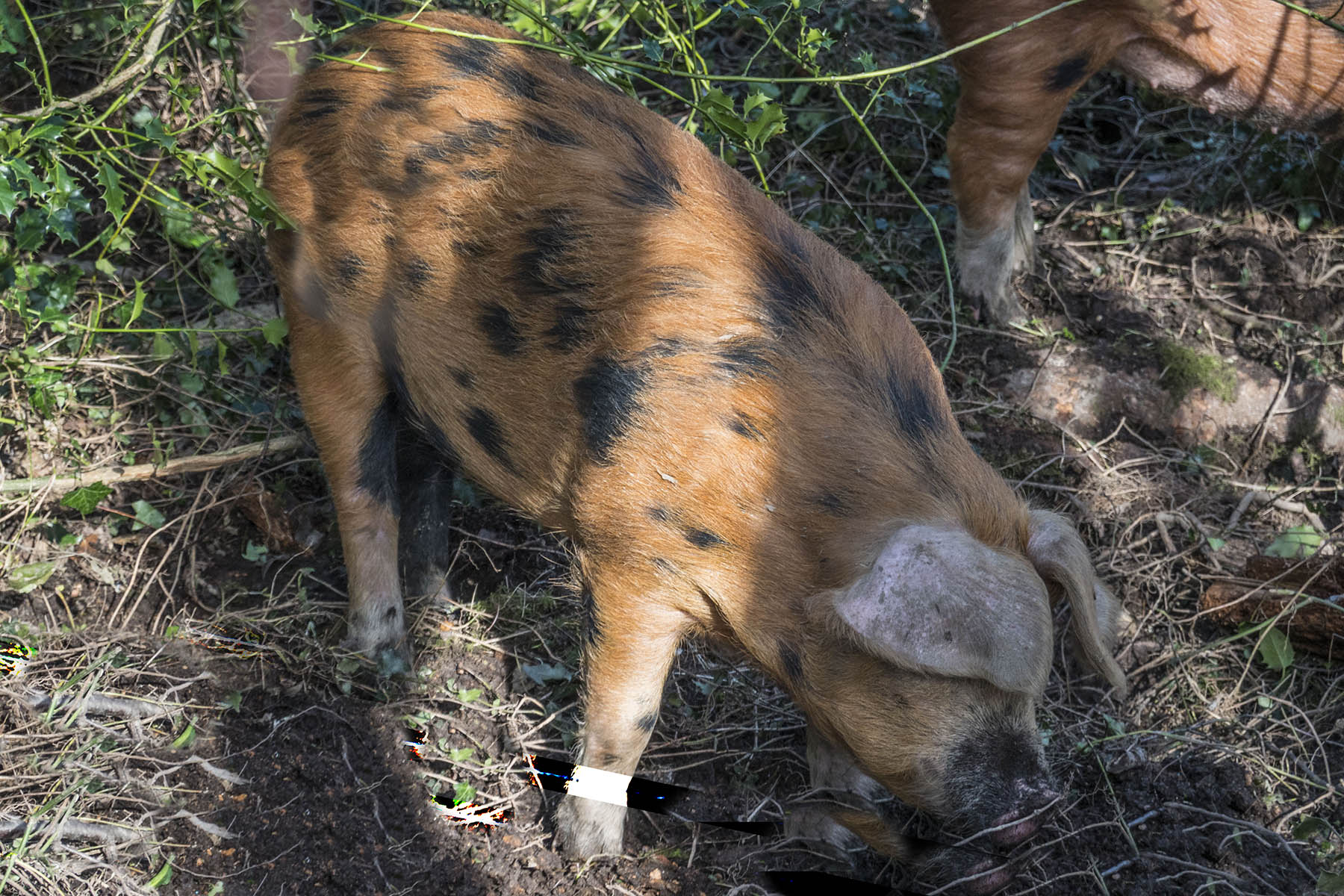 GordonHillCircPig