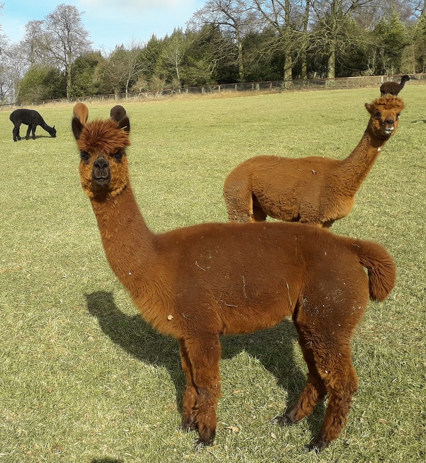 Alpaca02Small