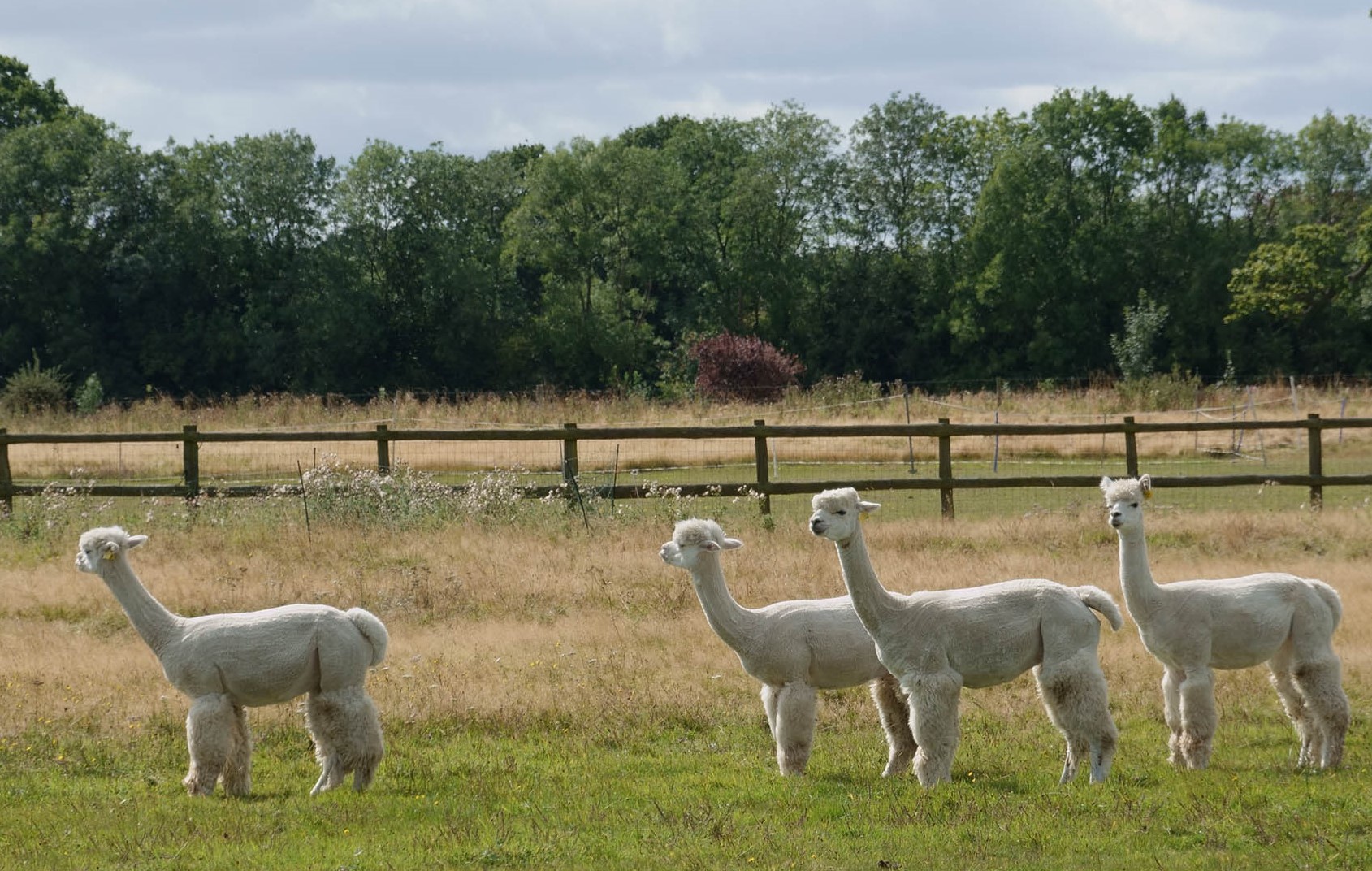 AlpacaBerkhamsted