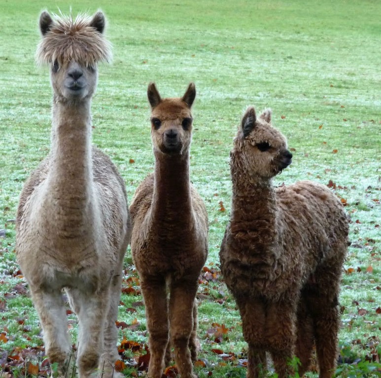 AlpacaBoxhill2017