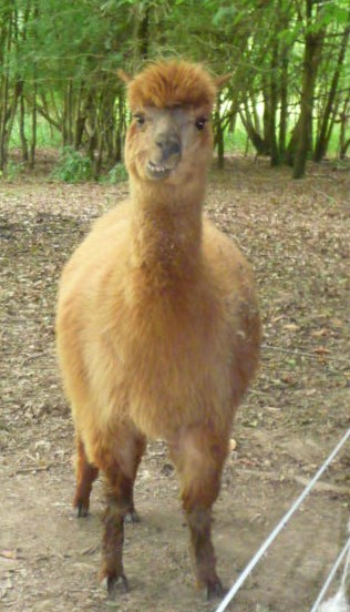 AlpacaHever2small