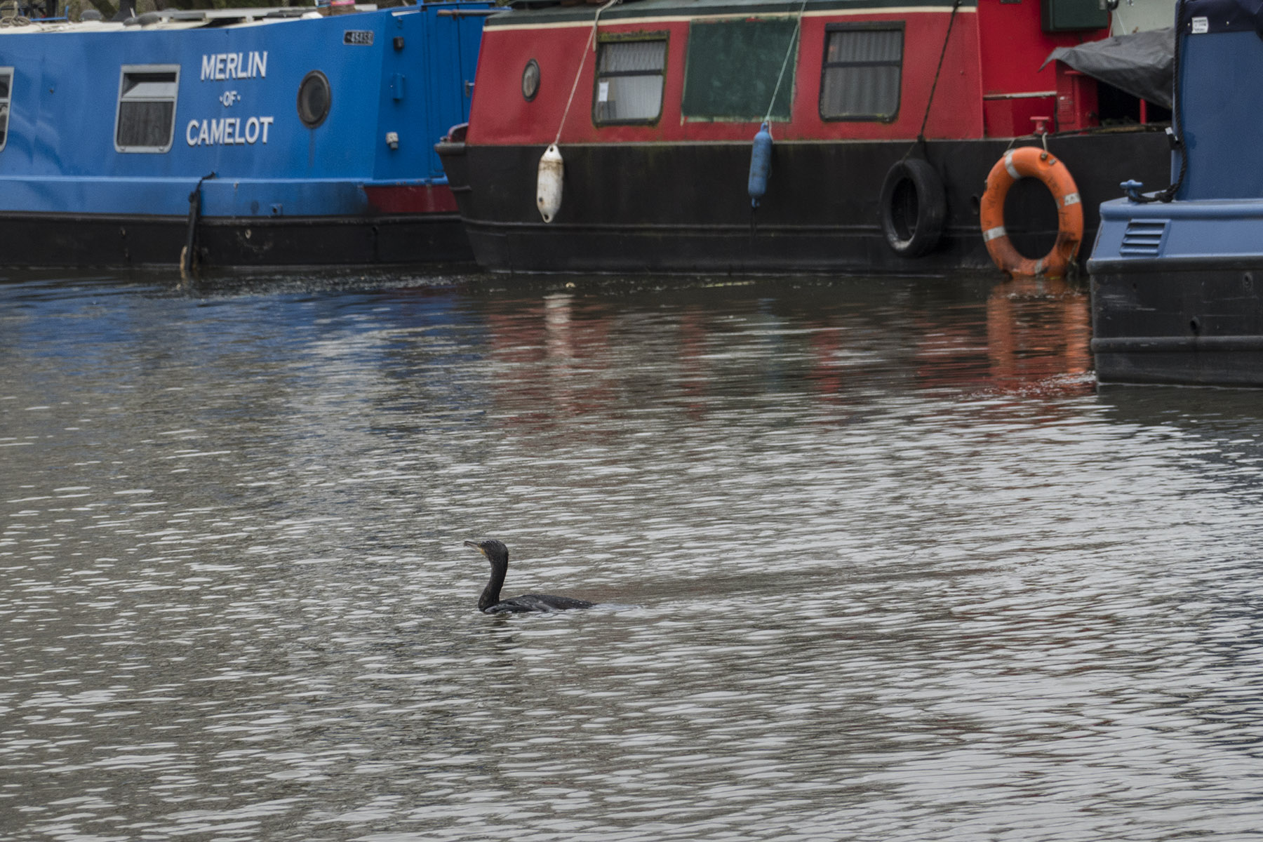 LeaValley1Cormorant