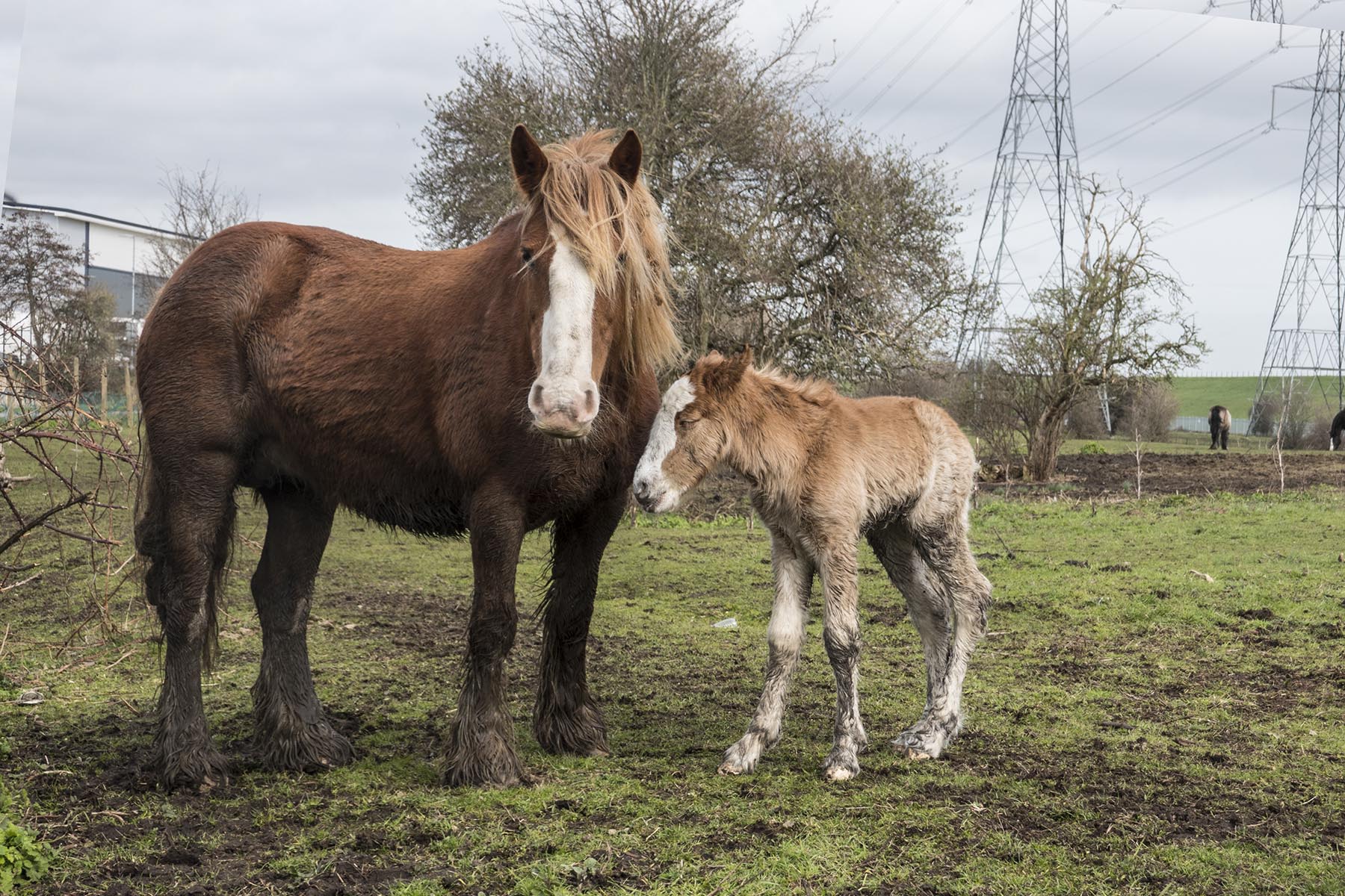 LeaValley1HorseandFoal