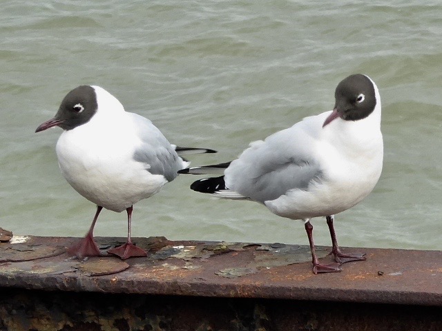 ShoeburynessSW04