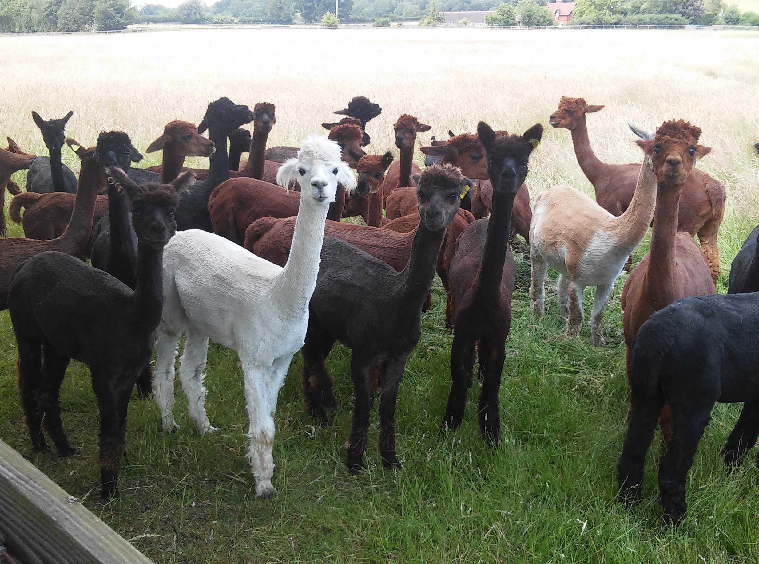 alpaca03