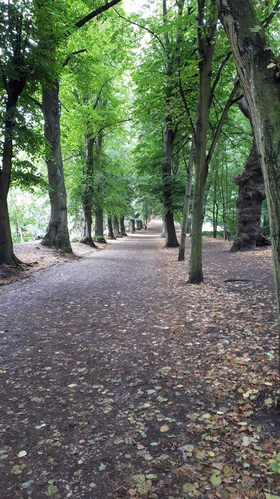HampsteadTreesGB02