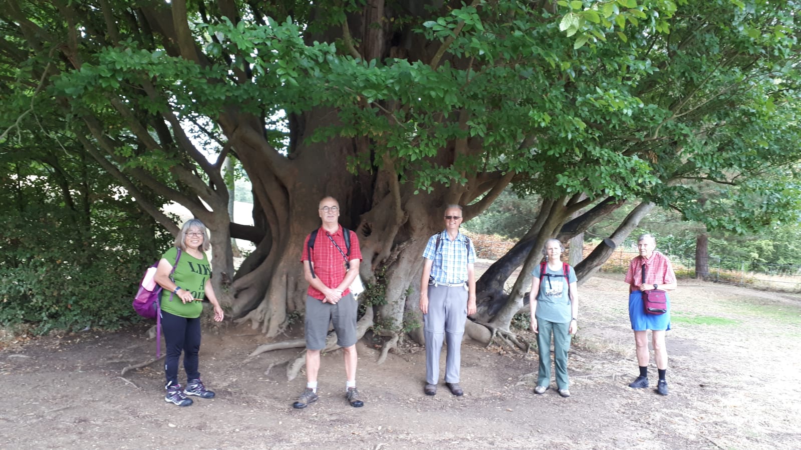 HampsteadTreesGB07