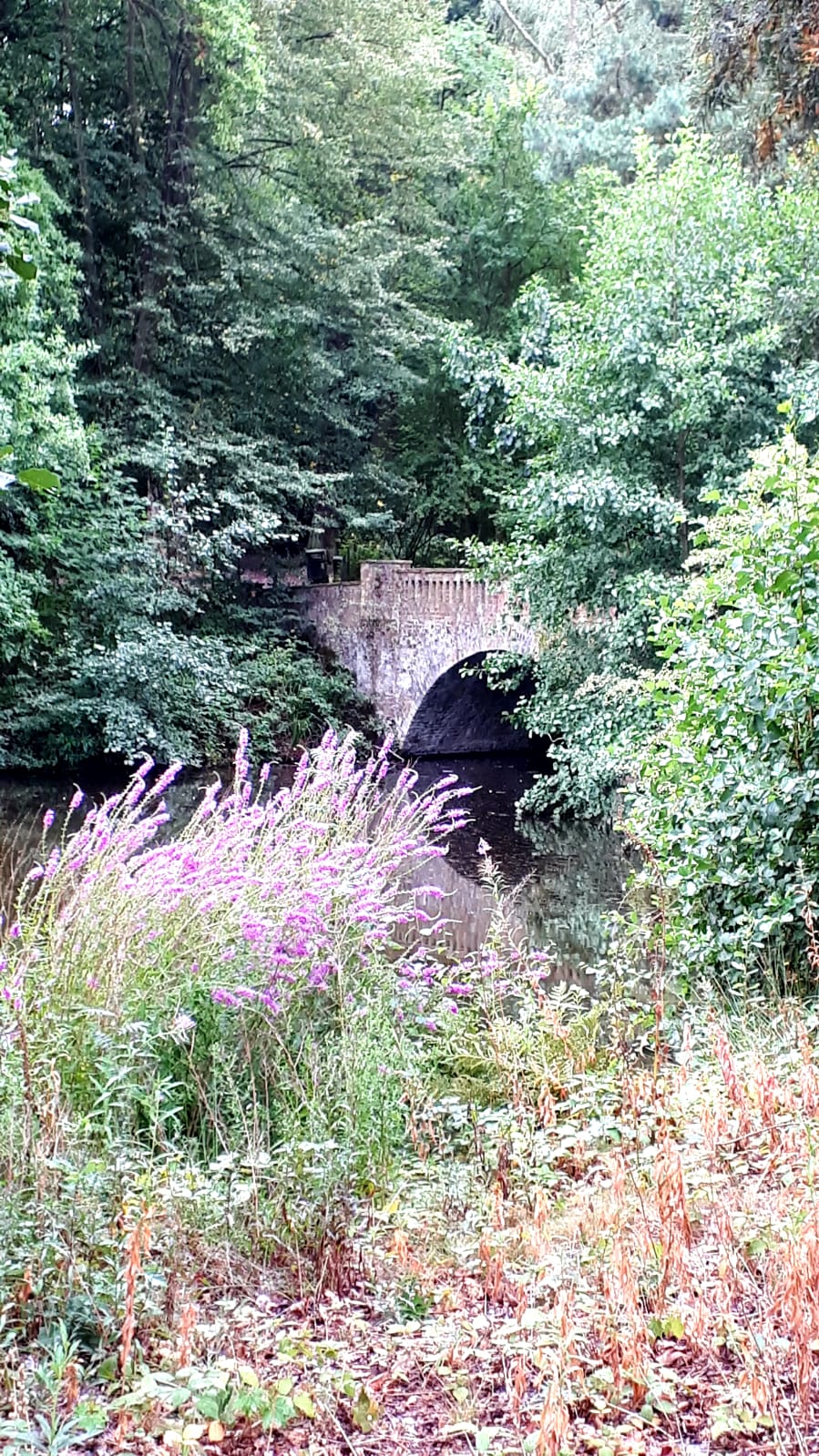 HampsteadTreesGB13
