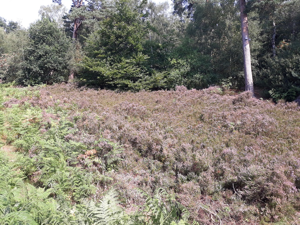 HawkwoodNW01