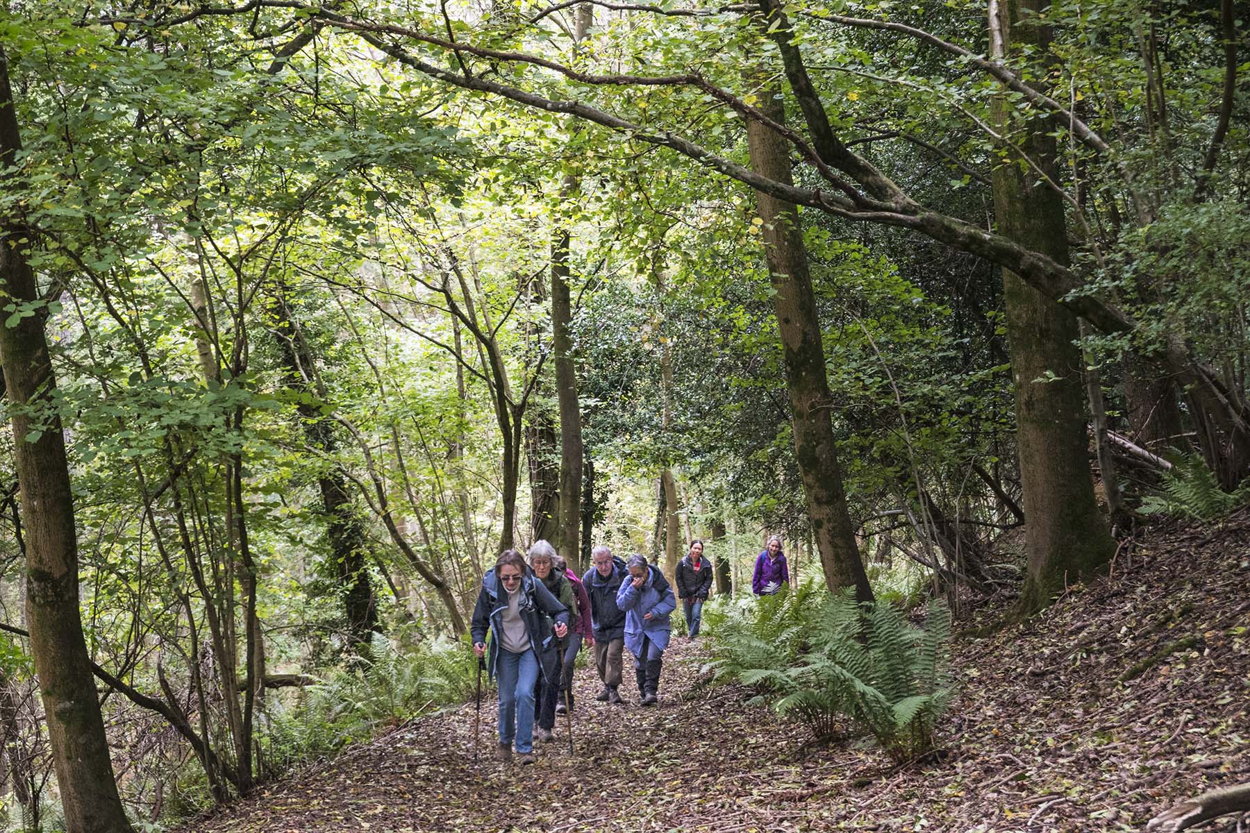 BalcombeCircrWoodswRamblers