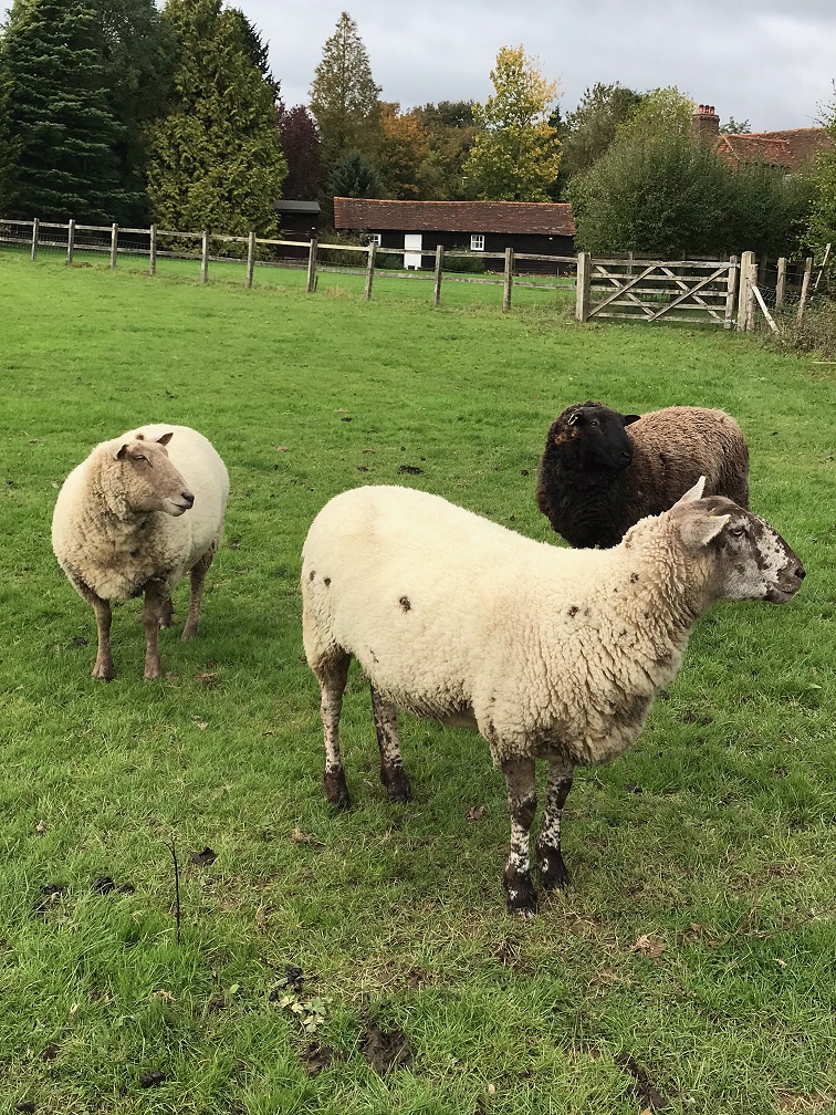 RiddlesdownRW07