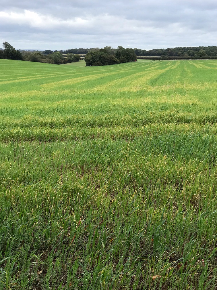 RiddlesdownRW09