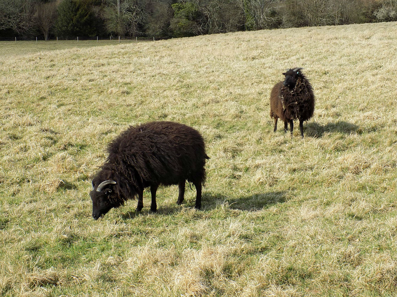 AnimalBalcombeWakehurst