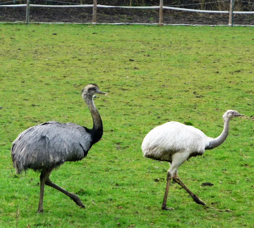 AnimalBoroughGreen1