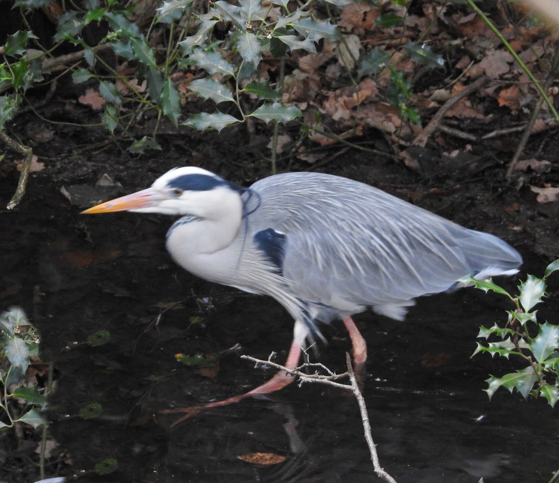 AnimalGordonSW02