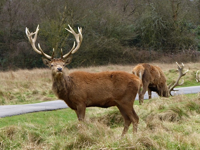 AnimalHampton6