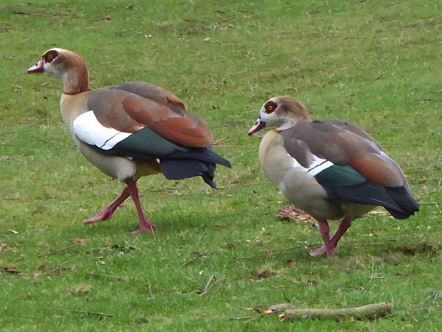 AnimalHampton7