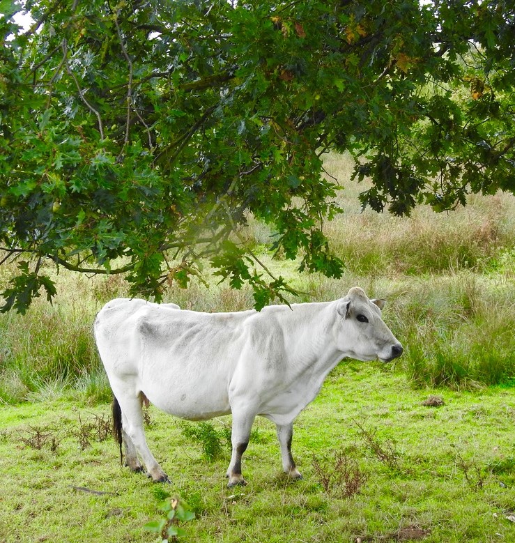 AnimalHarpenden1