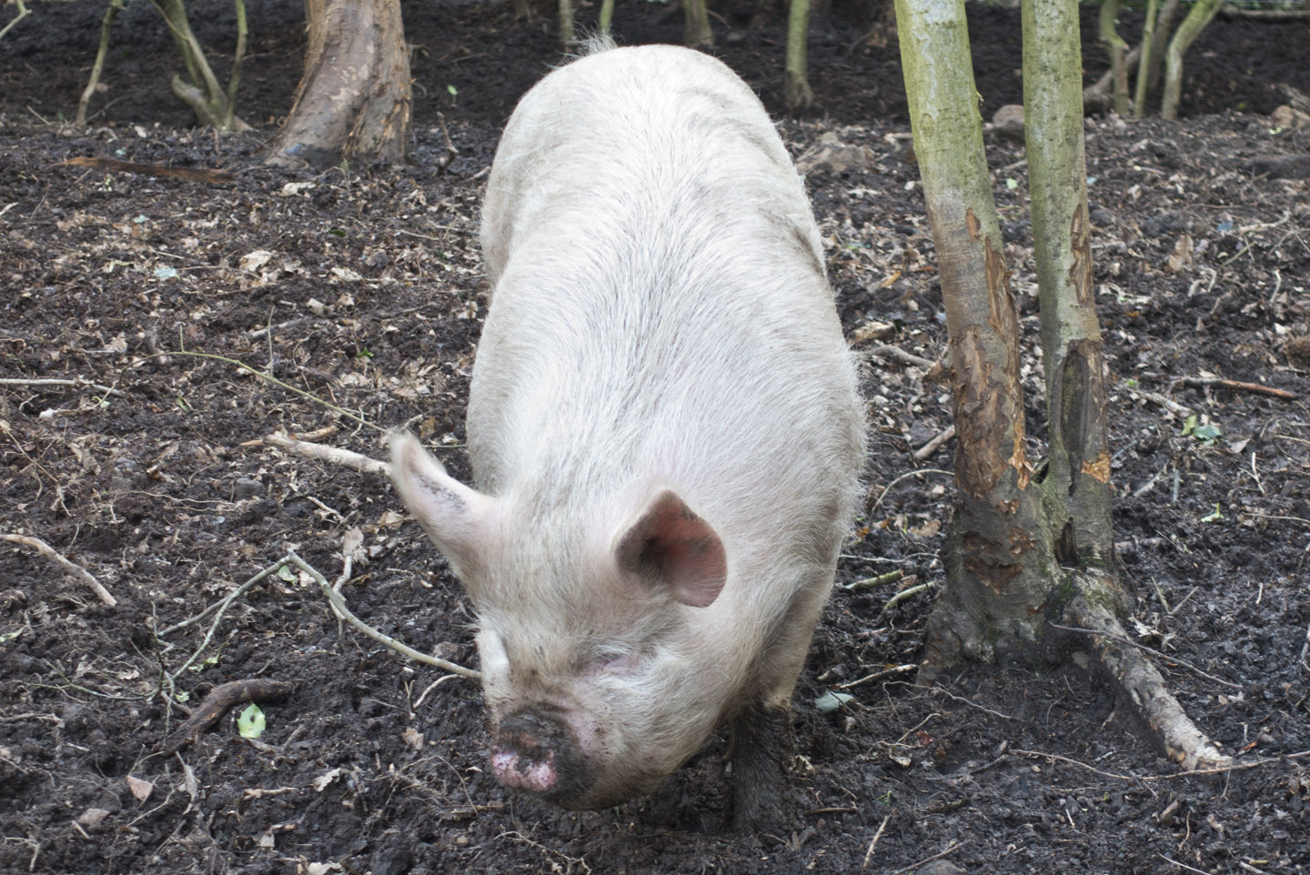AnimalPigPale