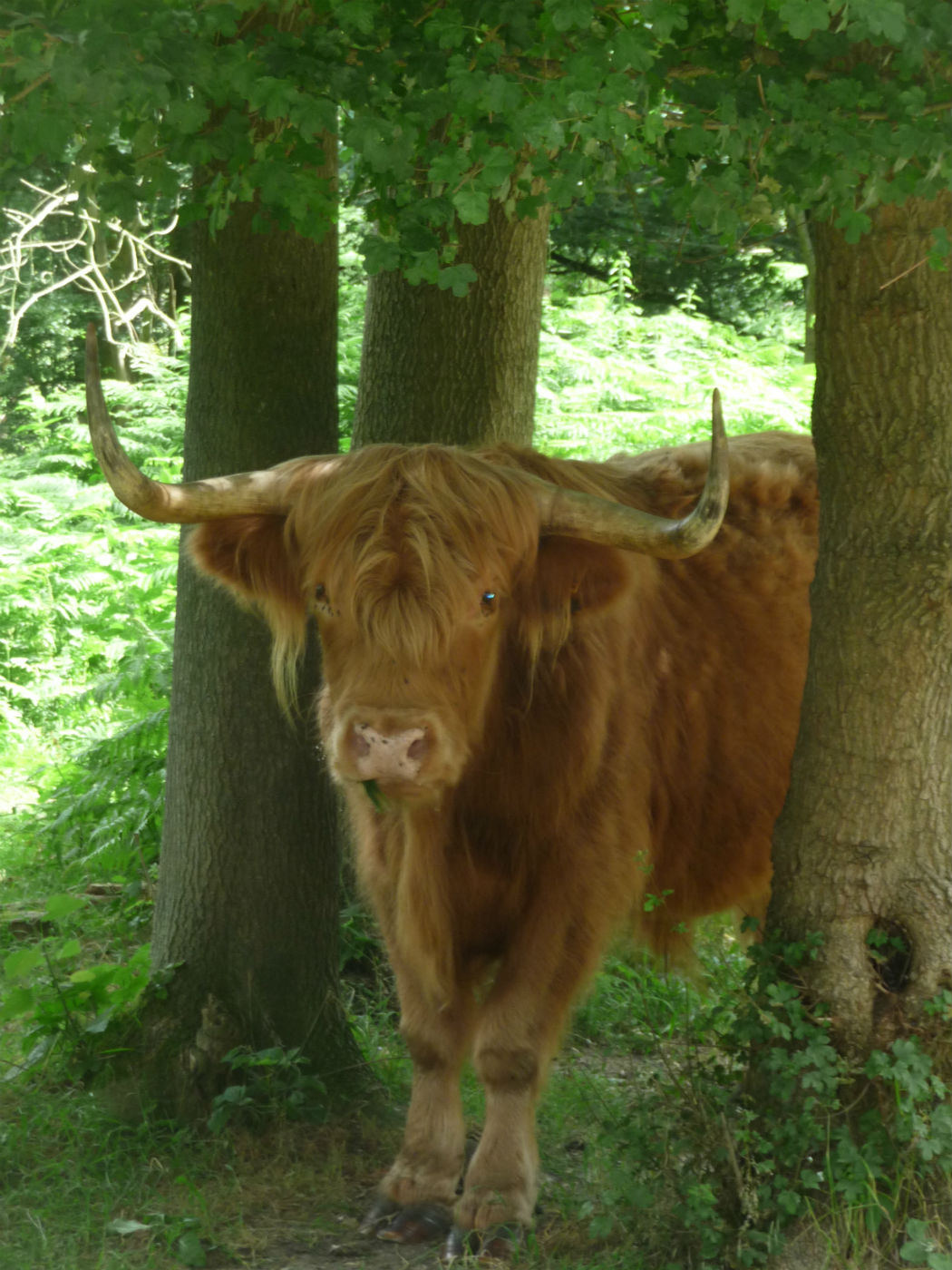 AnimalSoleSt