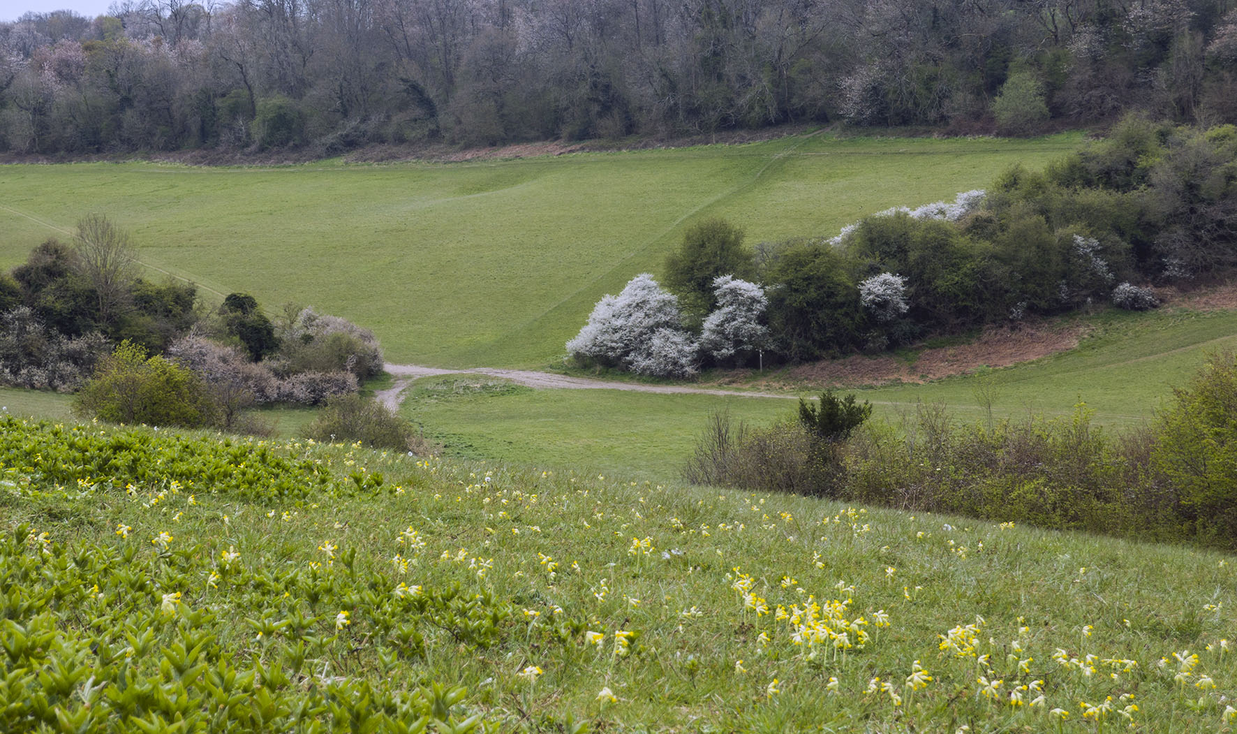 KenleytoCoulsdonSDownlandwCowslips