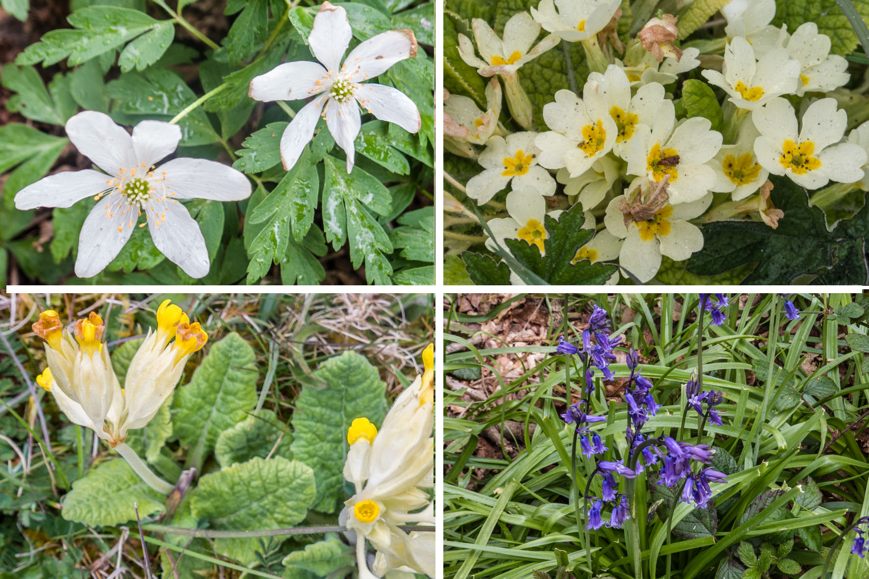 KenleytoCoulsdonSFlora