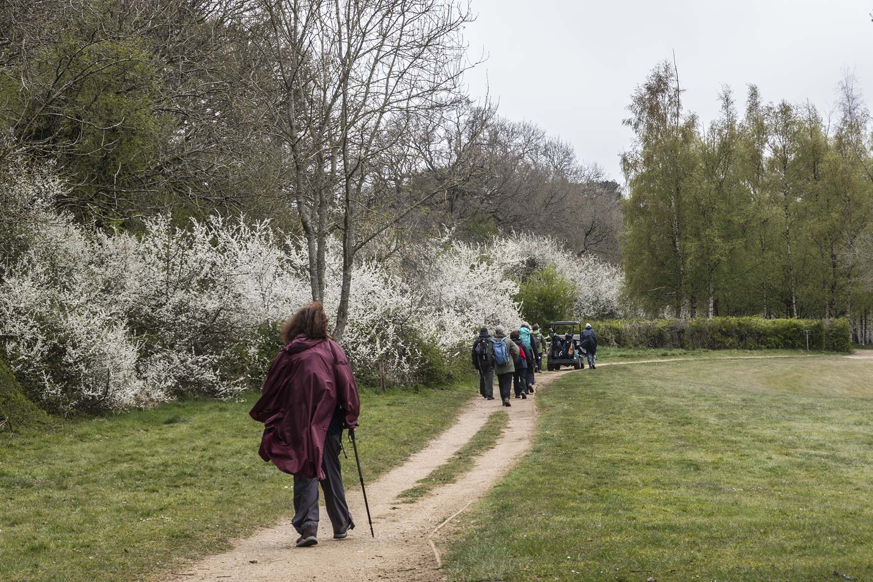 KenleytoCoulsdonSRamblerswBlossom