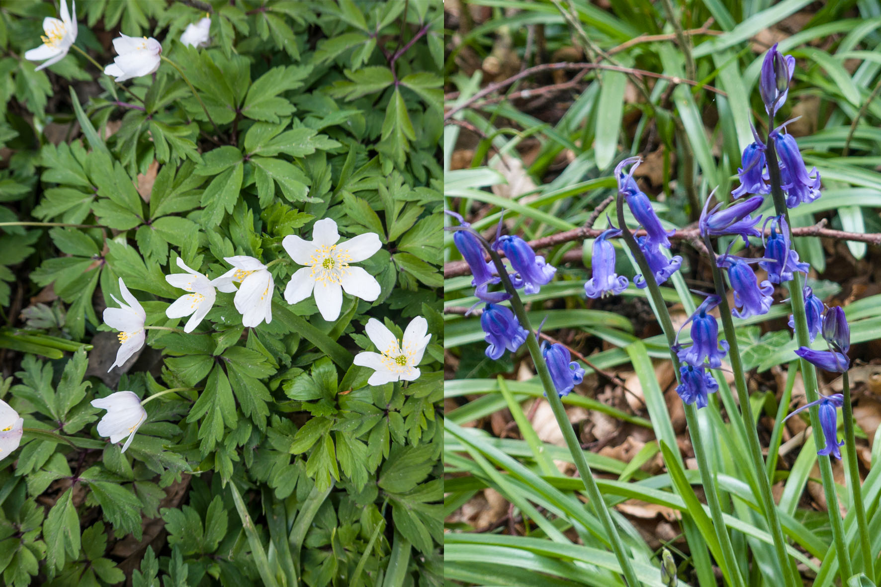 PettsWoodtoChislehurstFlora